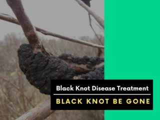 Get rid of Black knot disease-Contact Black Knot Be Gone