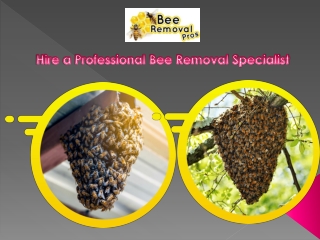 Hire a Professional Bee Removal Specialist by beeremovalpros