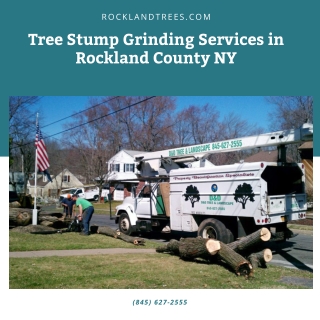 Tree Stump Grinding Services in Rockland County NY