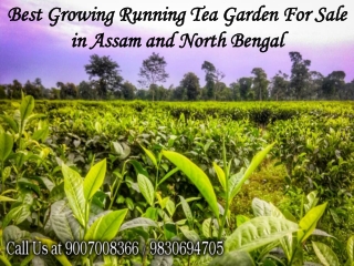 Best Growing Running Tea Garden For Sale in Assam and North Bengal