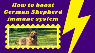 5 Natural Ways How To Boost German Shepherd Immune System ! Dog Health Tips 2021 ! Pet Care