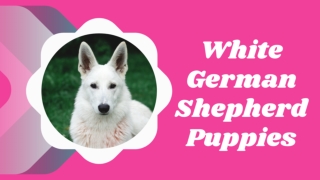 White German Shepherd Puppies 2021  Breed Information, Reputation, Health, Puppy Price & More