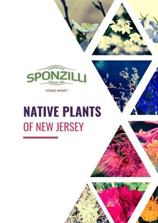 Native Plants of New Jersey