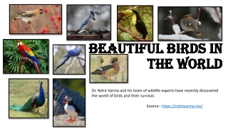 Dr. Rohit Varma -  Most Intelligent and Beautiful Bird