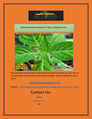 Salvia Divinorum Plants for Sale | Bcseeds.com