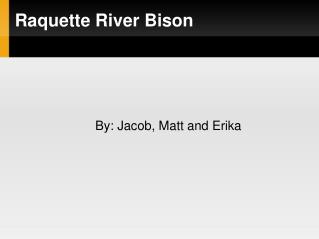 Raquette River Bison