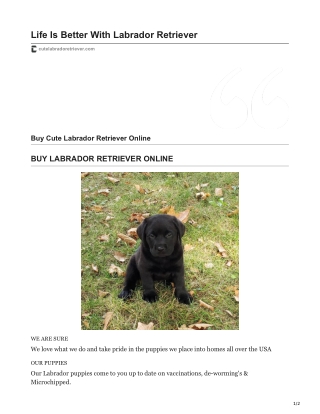 Buy Cute Labrador Retriever Online