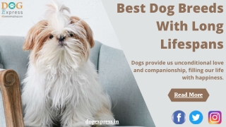 Best Dog Breeds With Long Lifespans