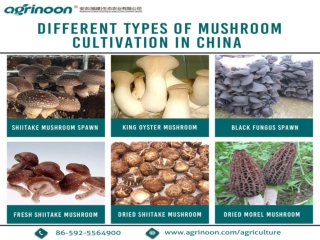 Different Type of Mushroom Cultivation in China