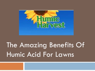 The Amazing Benefits Of Humic Acid For Lawns