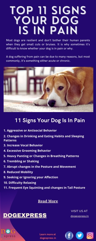 Top 11 Signs Your Dog is in Pain