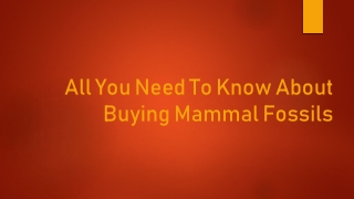 All You Need To Know About Buying Mammal Fossils