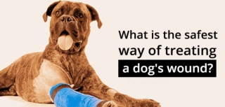 Find the Right Wound Care Products Safest Way to Treat & Heal Dog’s Wound