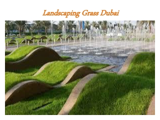 Landscaping Grass