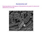 Escherichia coli