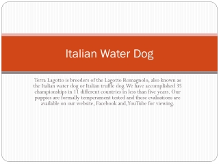 Italian Water Dog PPT