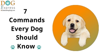 7 Commands  Every Dog  Should Know