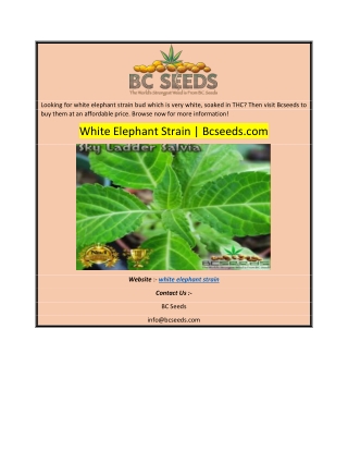 White Elephant Strain  Bcseeds.com0-converted