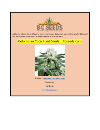 Colombian Coca Plant Seeds  Bcseeds