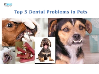Top 5 Dental Problems in Pets | VetSupply | Australia Best online Pet store