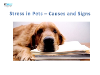 Stress in Pets Cause and Signs | VetSupply | Australia Best online Pet store