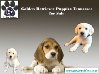 Tri-Star - Golden Retriever Puppies Tennessee for Sale