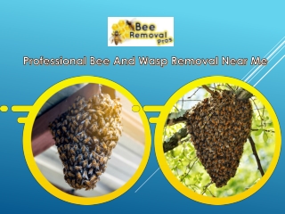 Professional Bee And Wasp Removal Near Me |beeremovalpros.com