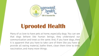 Large Pets CBD Oil | CBD Uprooted Health