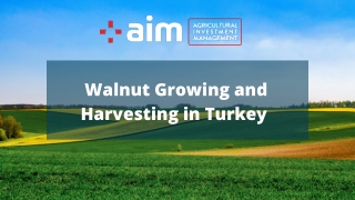 Walnut Growing and Harvesting in Turkey