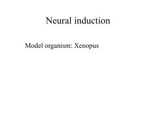 Neural induction