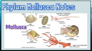 Phylum Mollusca Notes Powerpoint Slides