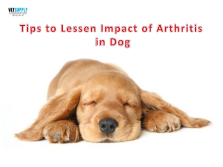 Tips to Lessen the Impact of Arthrits in Dogs | VetSupply | Australia Best onlin