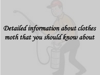 Detailed information about clothes moth that you should know about