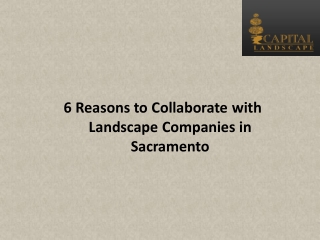 6 Reasons to Collaborate with Landscape Companies in Sacramento