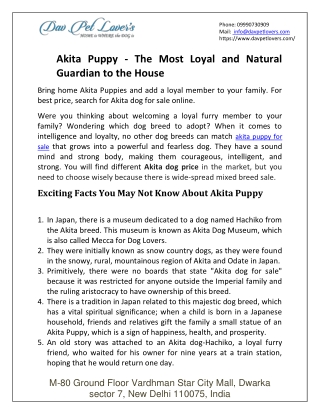 Akita Puppy - The Most Loyal and Natural Guardian to the House-converted