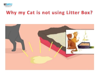Why my cat is not using the litter box?| VetSupply | Australia Best online Pet s