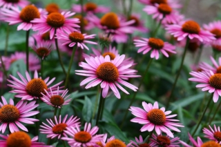 Immunity Booster - Naturemedies.ca