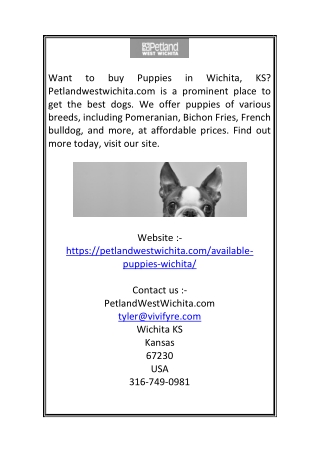 Puppies in Wichita KS  Petlandwestwichita.com (1)