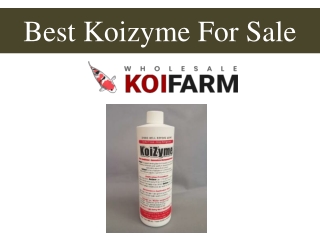 Best Koizyme For Sale