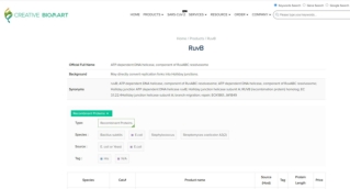 RuvB
