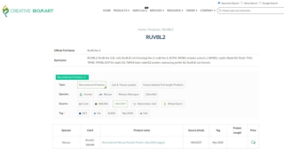 RUVBL2