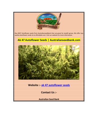 Ak 47 Autoflower Seeds  Australianseedbank.com