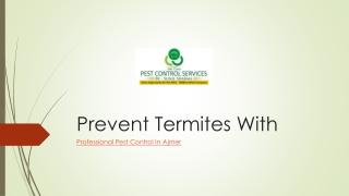 Prevent Termites With Professional Pest Control Service In Ajmer
