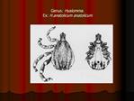 Genus: Hyalomma. Ex: H.anatolicum anatolicum