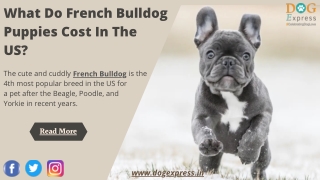 What Do French Bulldog Puppies Cost In The US?