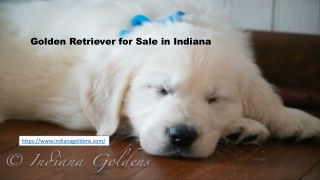 Golden Retriever Puppies Indiana