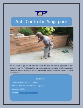 Ants Control in Singapore