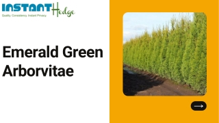 Emerald Green Arborvitae (Thuja occidentalis 'Smaragd') For Sale