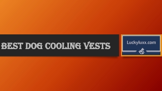 Best Dog Cooling Vests