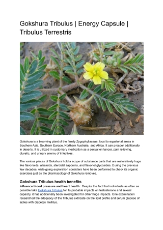 Gokshura Tribulus _ Energy Capsule _ Tribulus Terrestris